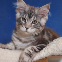 Cuccioli maine coon