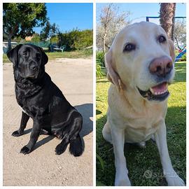 Cuccioli di Labrador