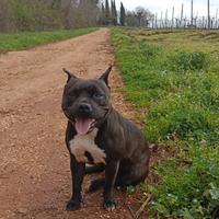 Cuccioli staffordshire bull terrier
