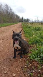 Cuccioli staffordshire bull terrier