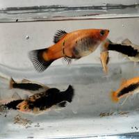 Platy mix