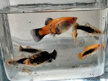 Platy mix