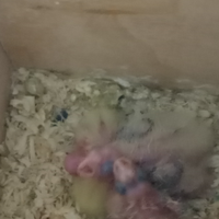 Calopsite svezzati, addestrati e da imbecco