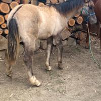 Puledro mamma Aflingher papà sella italiana