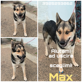 Un cucciolone mix pastore in adozione