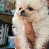 Volpino per Spitz Pomerania