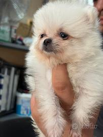 Volpino per Spitz Pomerania