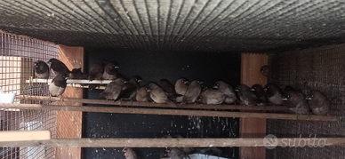 Passeri del Giappone nn sessati