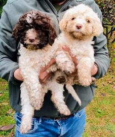 Lagotto romagnolo con pedigree,