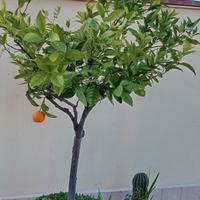 albero arancio con vaso alt.1,70 € 60