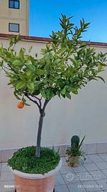 albero arancio con vaso alt.1,70 € 60