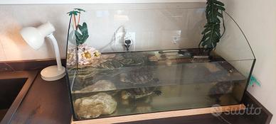 acquario tartarughe