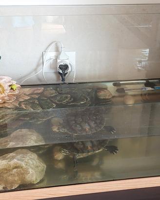 acquario tartarughe