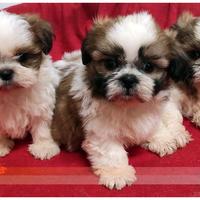 Cuccioli di SHIH TZU