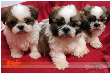 Cuccioli di SHIH TZU