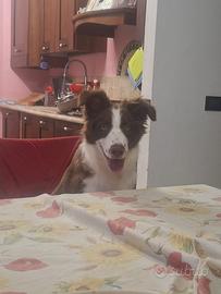 Incrocio Border Collie