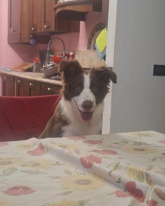 Incrocio Border Collie