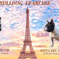 Bulldog francesi