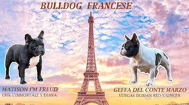 Bulldog francesi