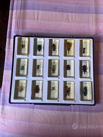 Teca con insetti conservati in resina