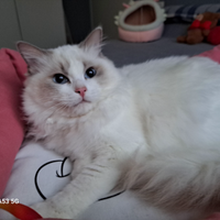 Cucciola di Ragdoll WhiteAngels Shannon