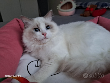 Cucciola di Ragdoll WhiteAngels Shannon