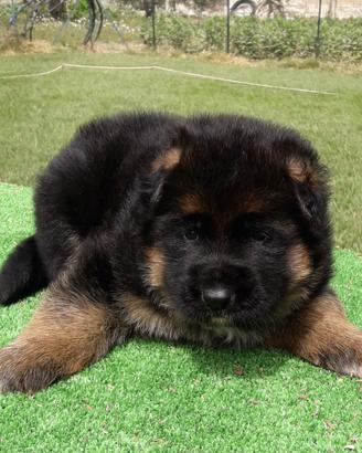 Cuccioli di pastore tedesco