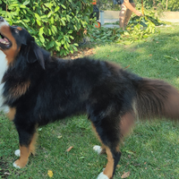 Disponibile Bovaro del bernese per monta