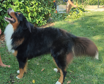 Disponibile Bovaro del bernese per monta