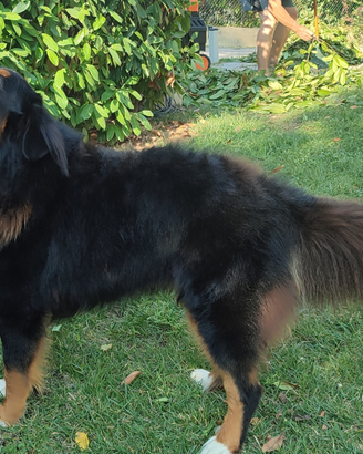 Disponibile Bovaro del bernese per monta
