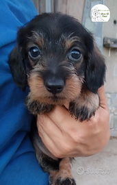 Cuccioli bassotto a pelo duro