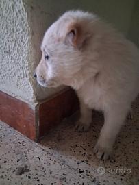 Maremmano bianco 2 mesi