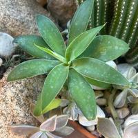 Piantina pianta grassa - Agave Attenuata