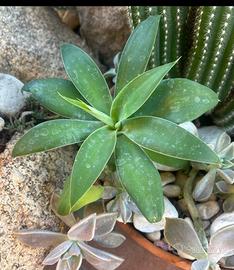 Piantina pianta grassa - Agave Attenuata