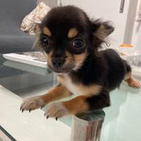 Chihuahua messicano