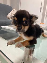 Chihuahua messicano