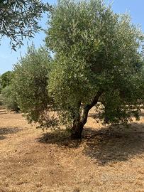 Stock 10 Piante Ulivo adulte