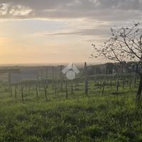 TER. AGRICOLO A ROMA