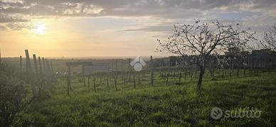 TER. AGRICOLO A ROMA