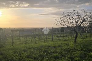 TER. AGRICOLO A ROMA