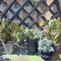 Cactus e Piante Grasse