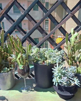 Cactus e Piante Grasse