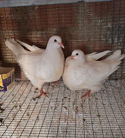 Colombi California doppiopetto