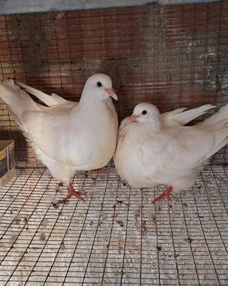 Colombi California doppiopetto