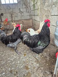 Gallo australorp