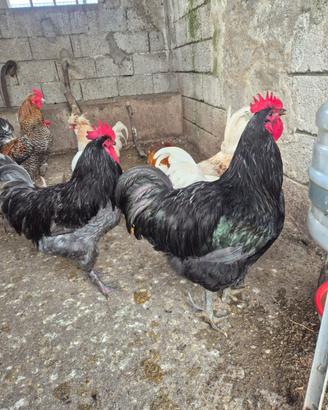 Gallo australorp
