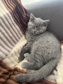 Gattina British Shorthair