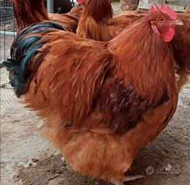 Orpington rossa (galli)