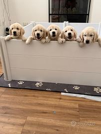 Cuccioli golden retriever linea inglese