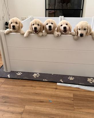 Cuccioli golden retriever linea inglese